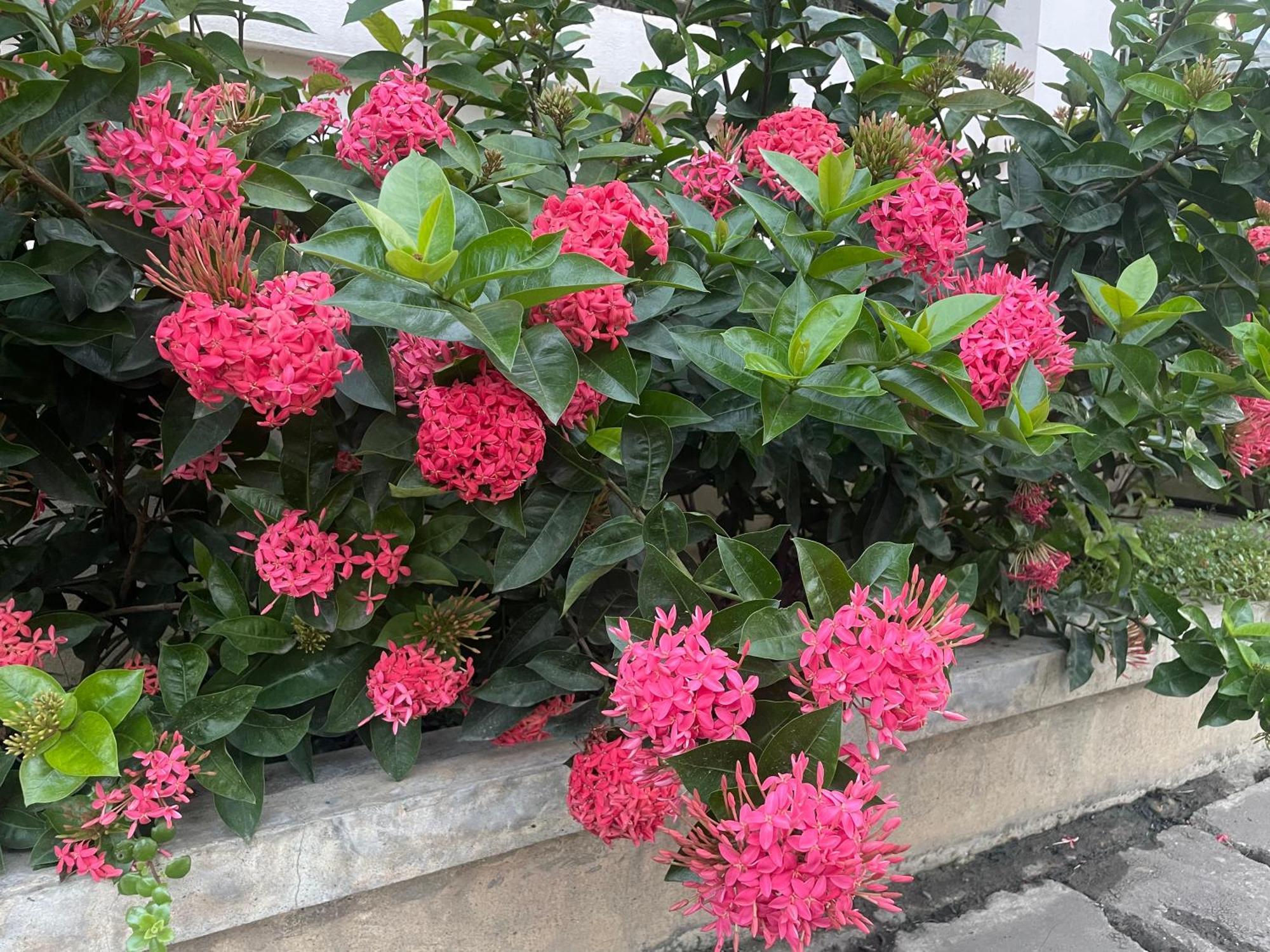 Laph Kham House Appart hôtel Chiang Mai